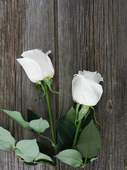  WHITE ROSES